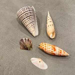 Bundle of 5 Seashells